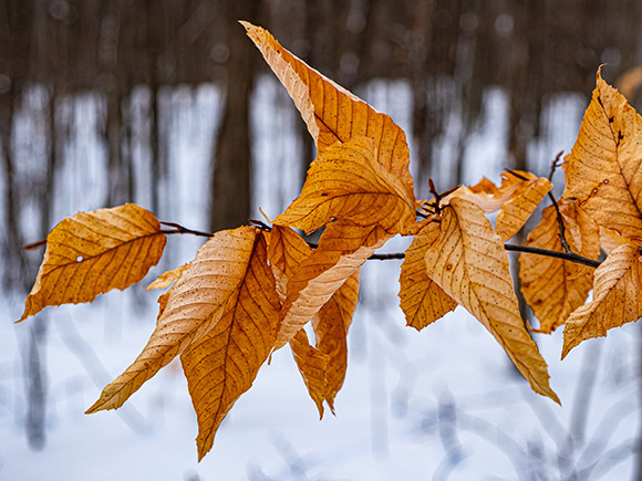Environmentally Well Life Coaching