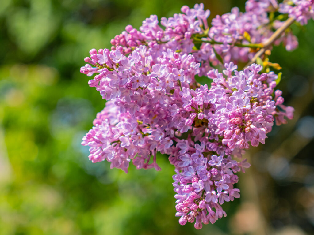 Lilac Flowers